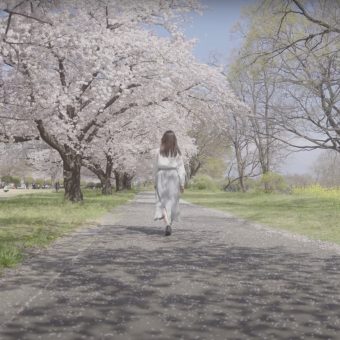 桜の咲く公園のPR映像